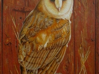 Barn Owl